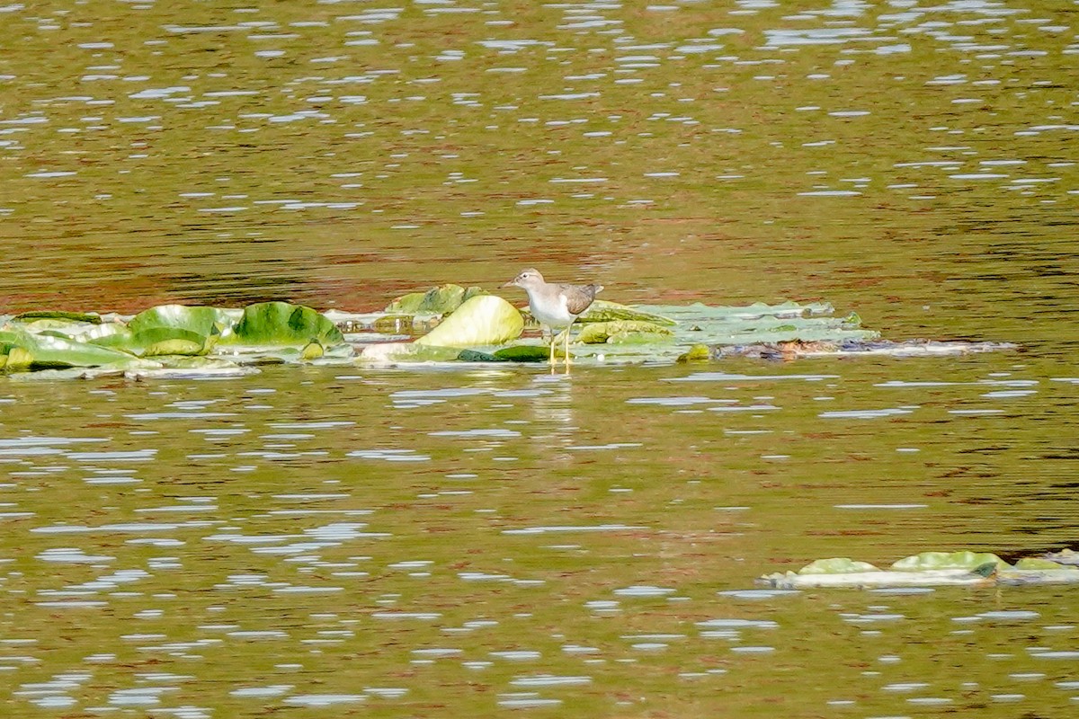 Spotted Sandpiper - ML622881442