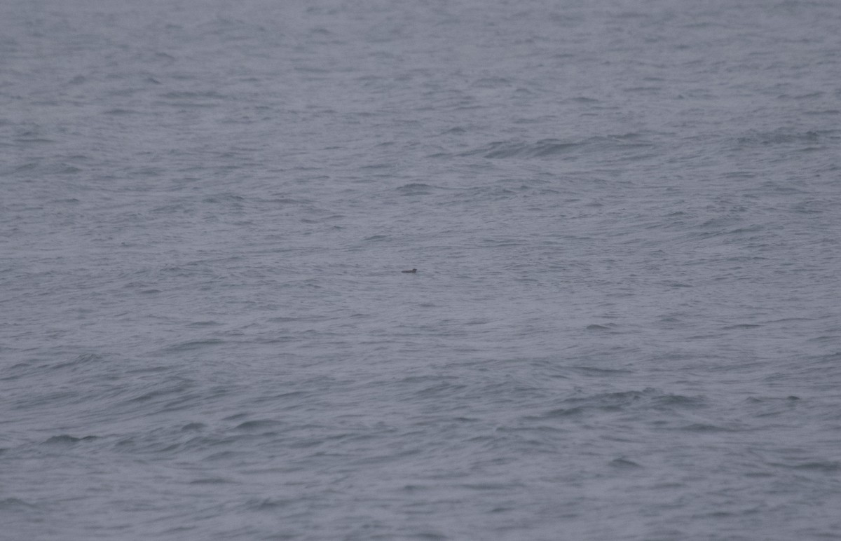 Kittlitz's Murrelet - ML622881632