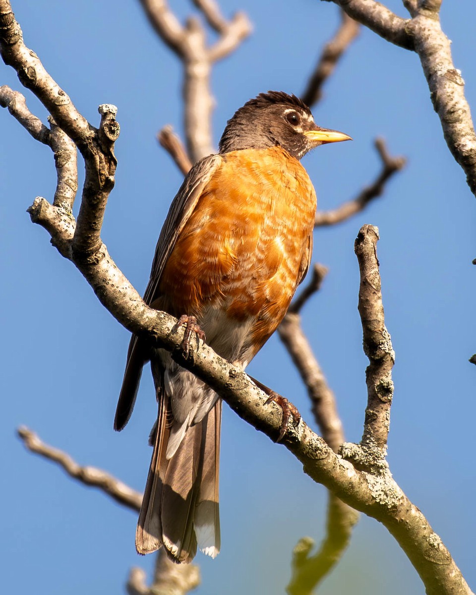 American Robin - ML622881661