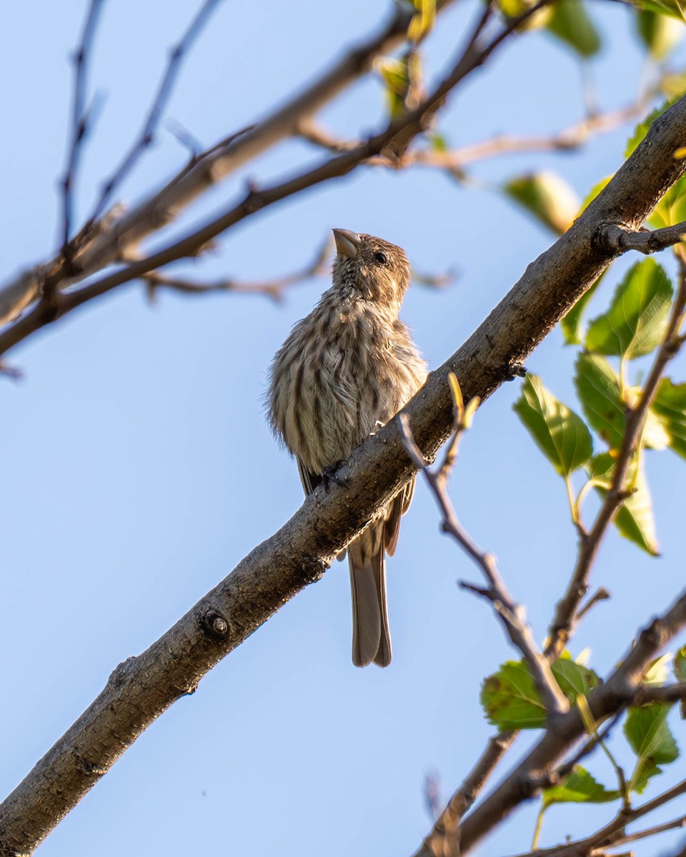 House Finch - ML622881664