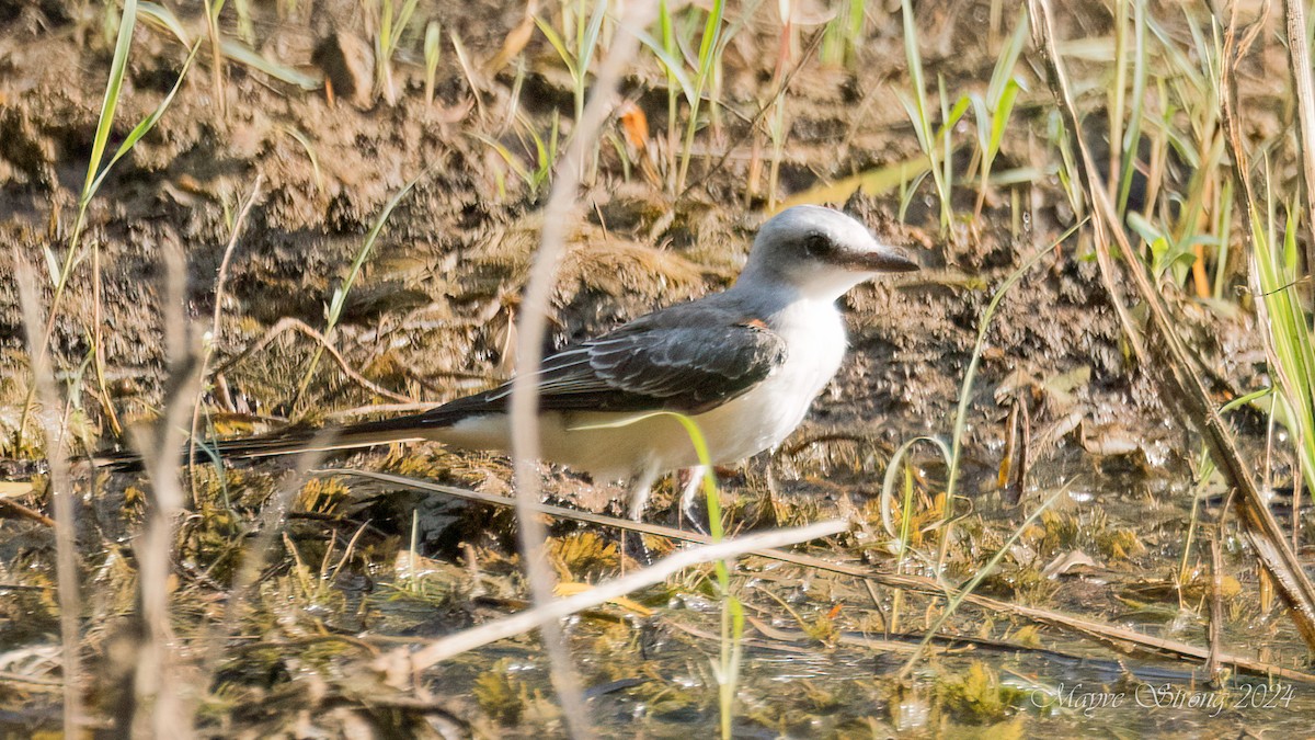 Scissor-tailed Flycatcher - ML622881685