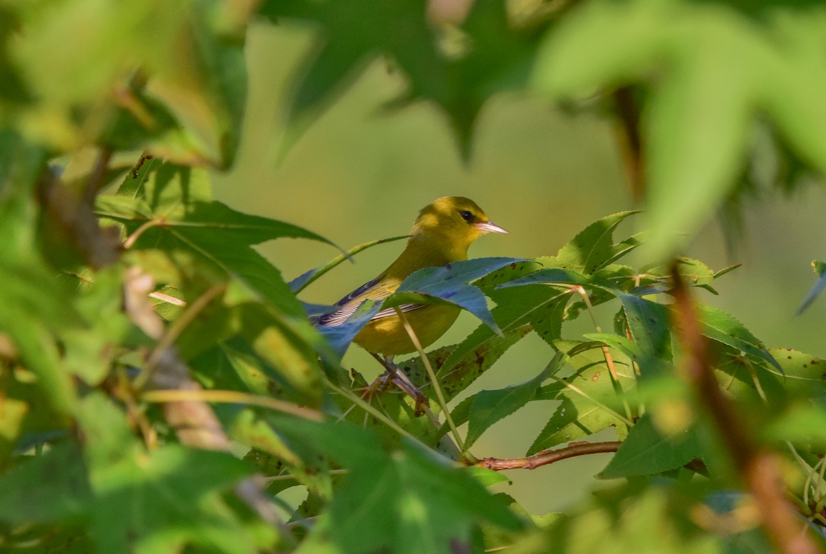 Blue-winged Warbler - ML622881748