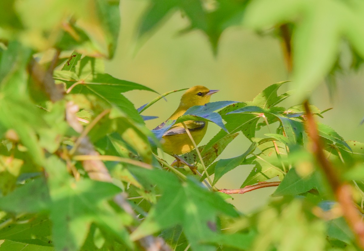 Blue-winged Warbler - ML622881750