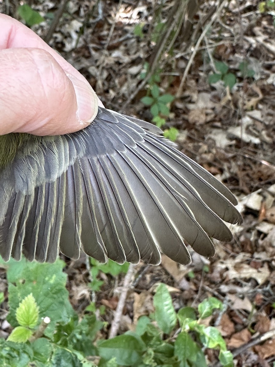 Ötücü Vireo (gilvus) - ML622881805