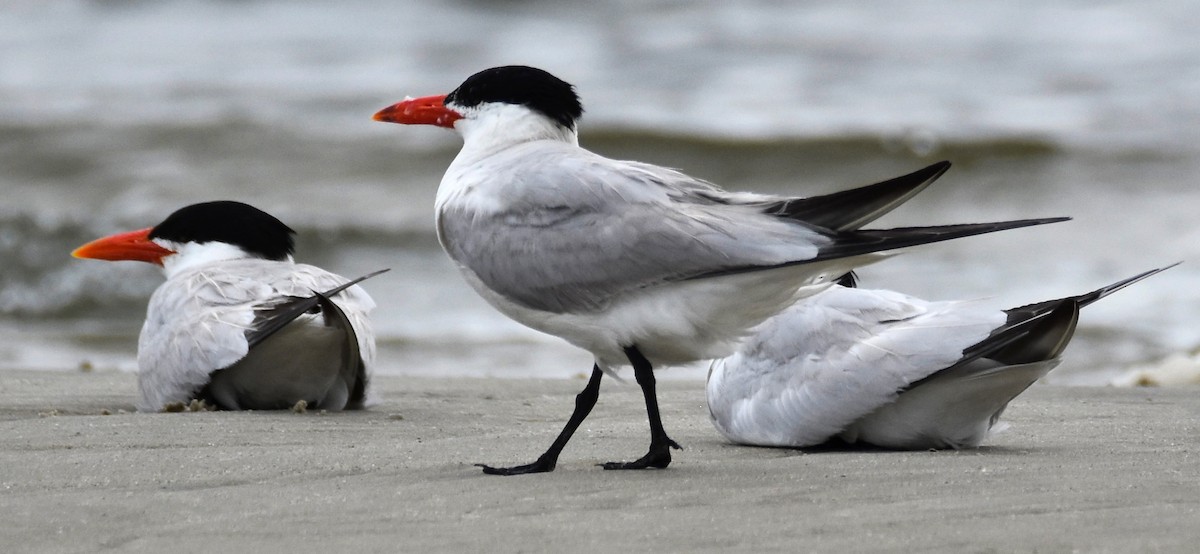 Caspian Tern - ML622881811