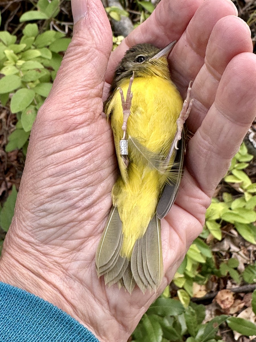 Mourning Warbler - ML622881839