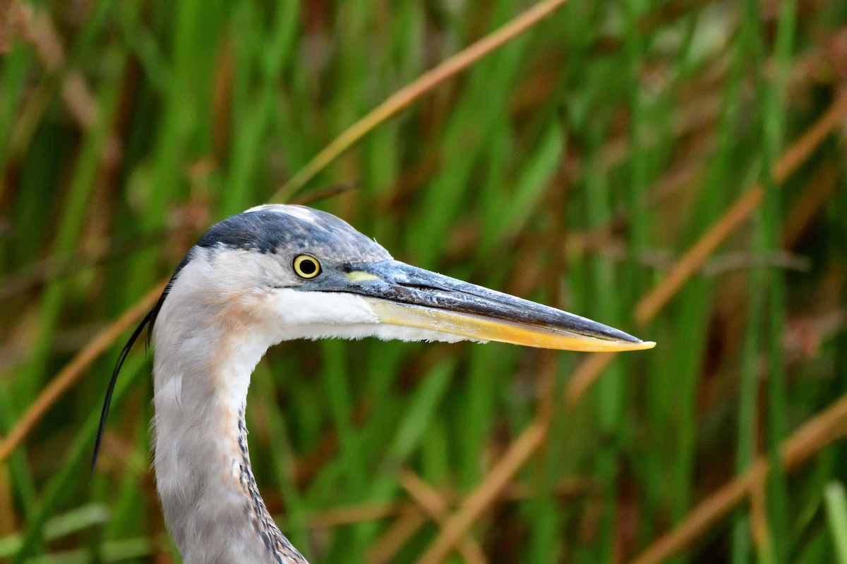 Great Blue Heron - ML622881846