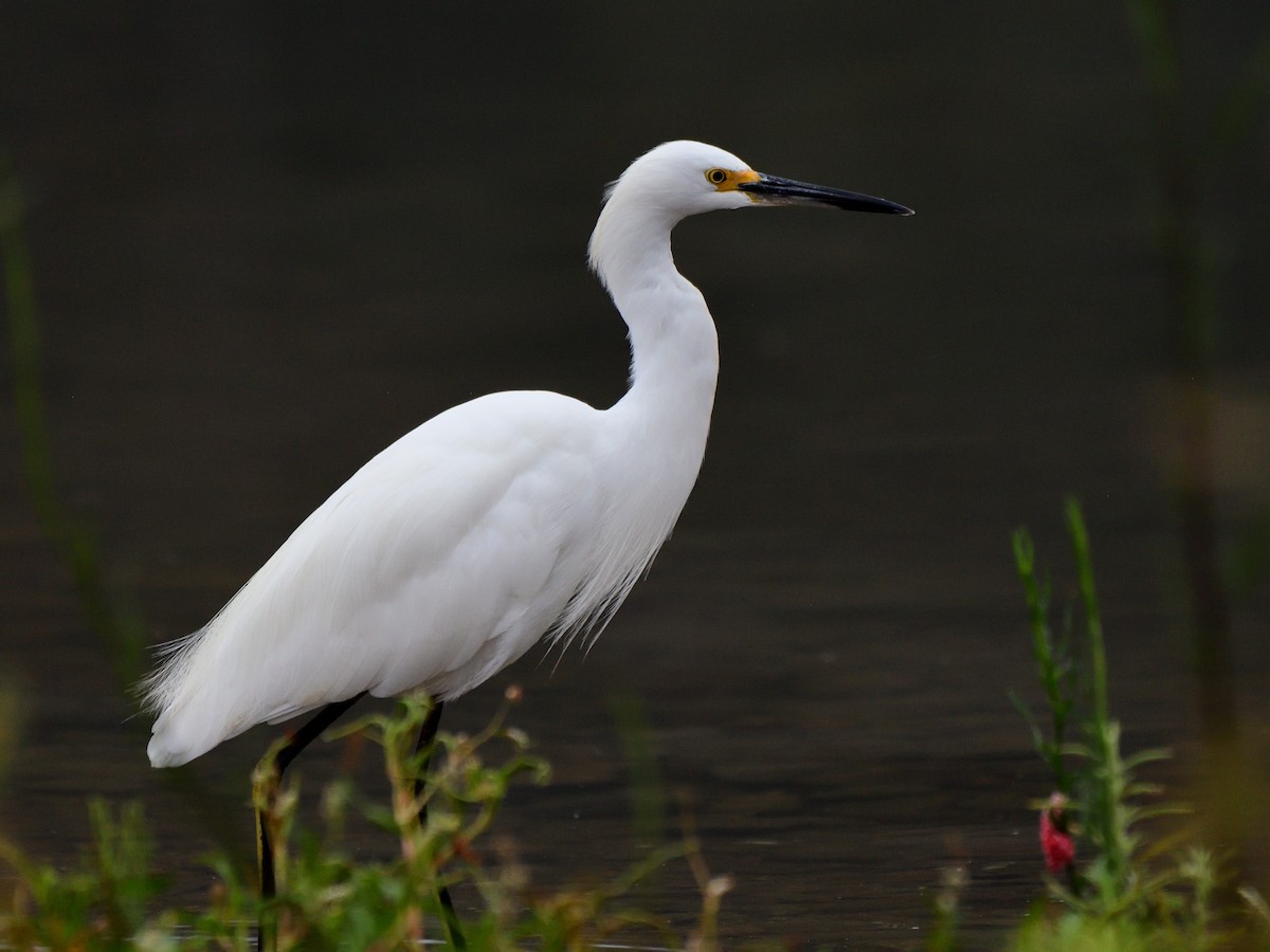 Snowy Egret - ML622881848