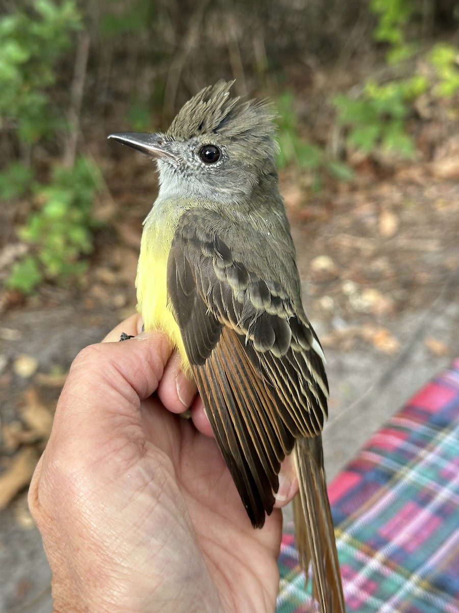 Great Crested Flycatcher - ML622881863