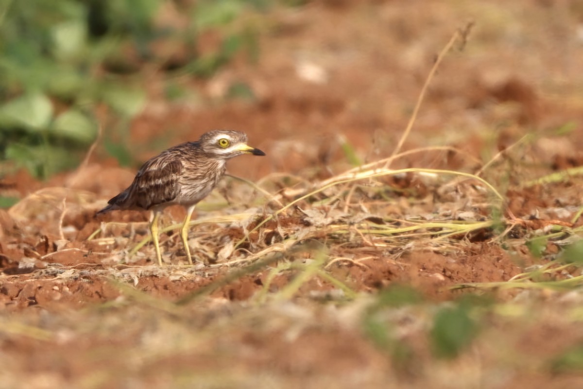 Eurasian Thick-knee - Enej Vrezec