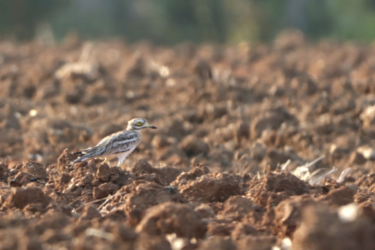 Eurasian Thick-knee - Enej Vrezec