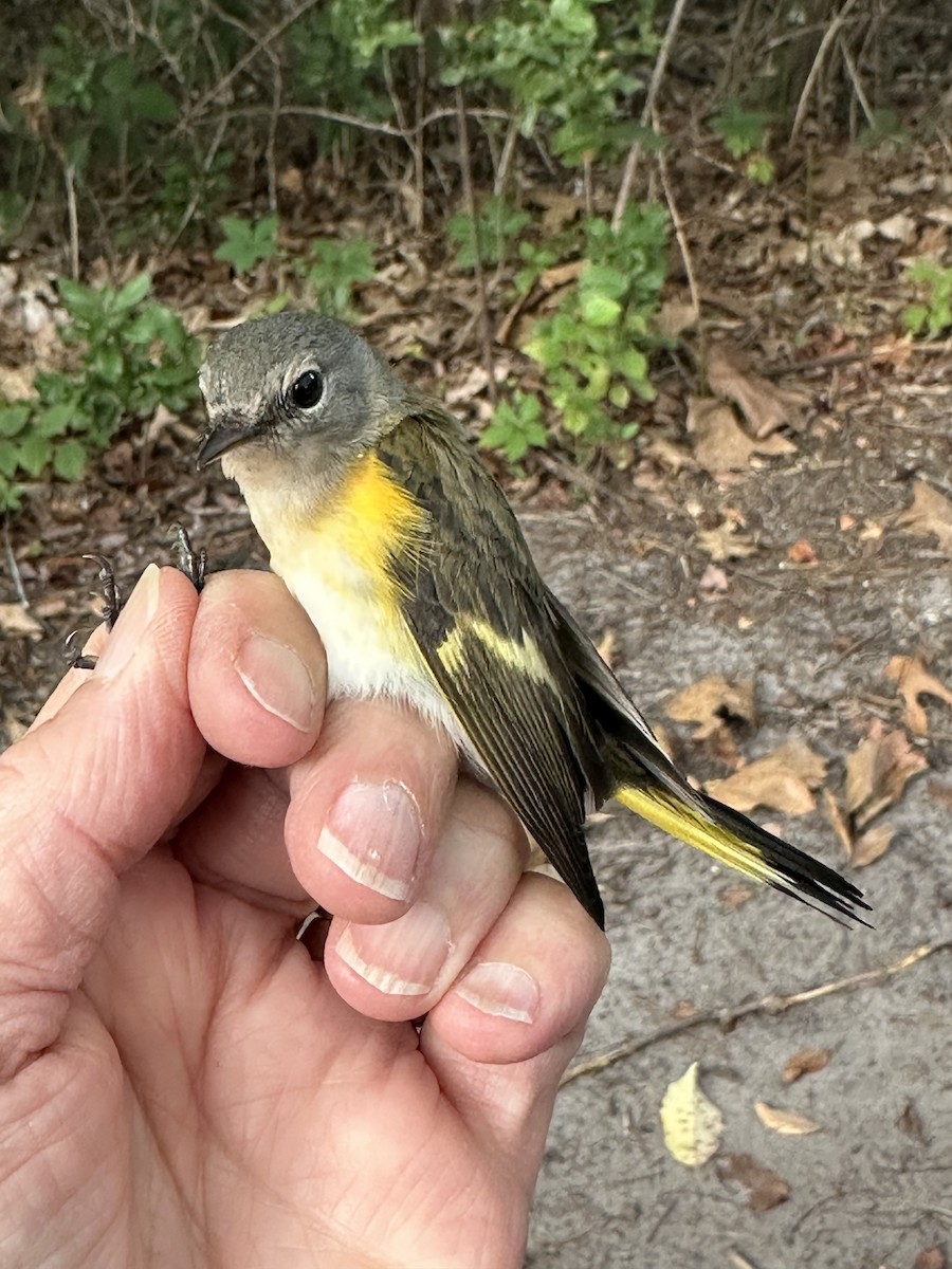 American Redstart - ML622881914