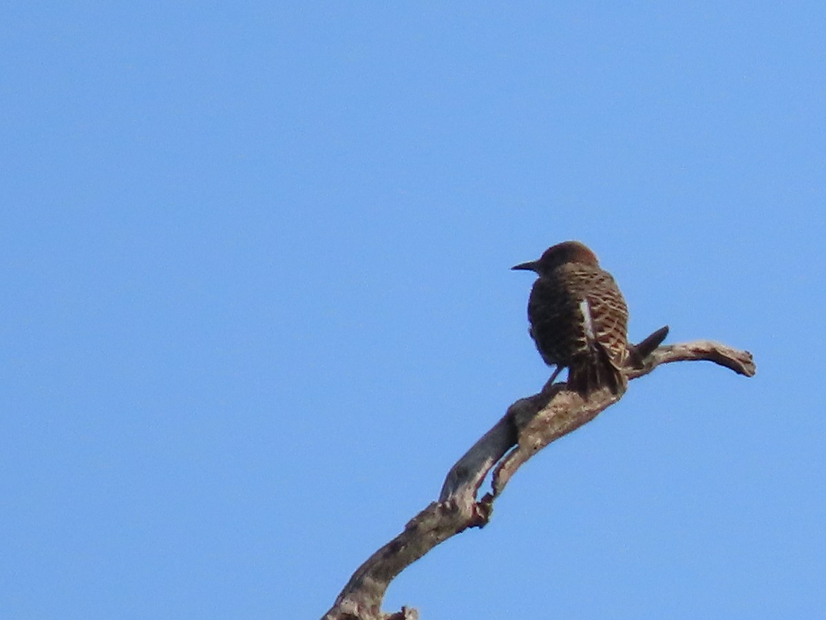 Carpintero Escapulario - ML622881928