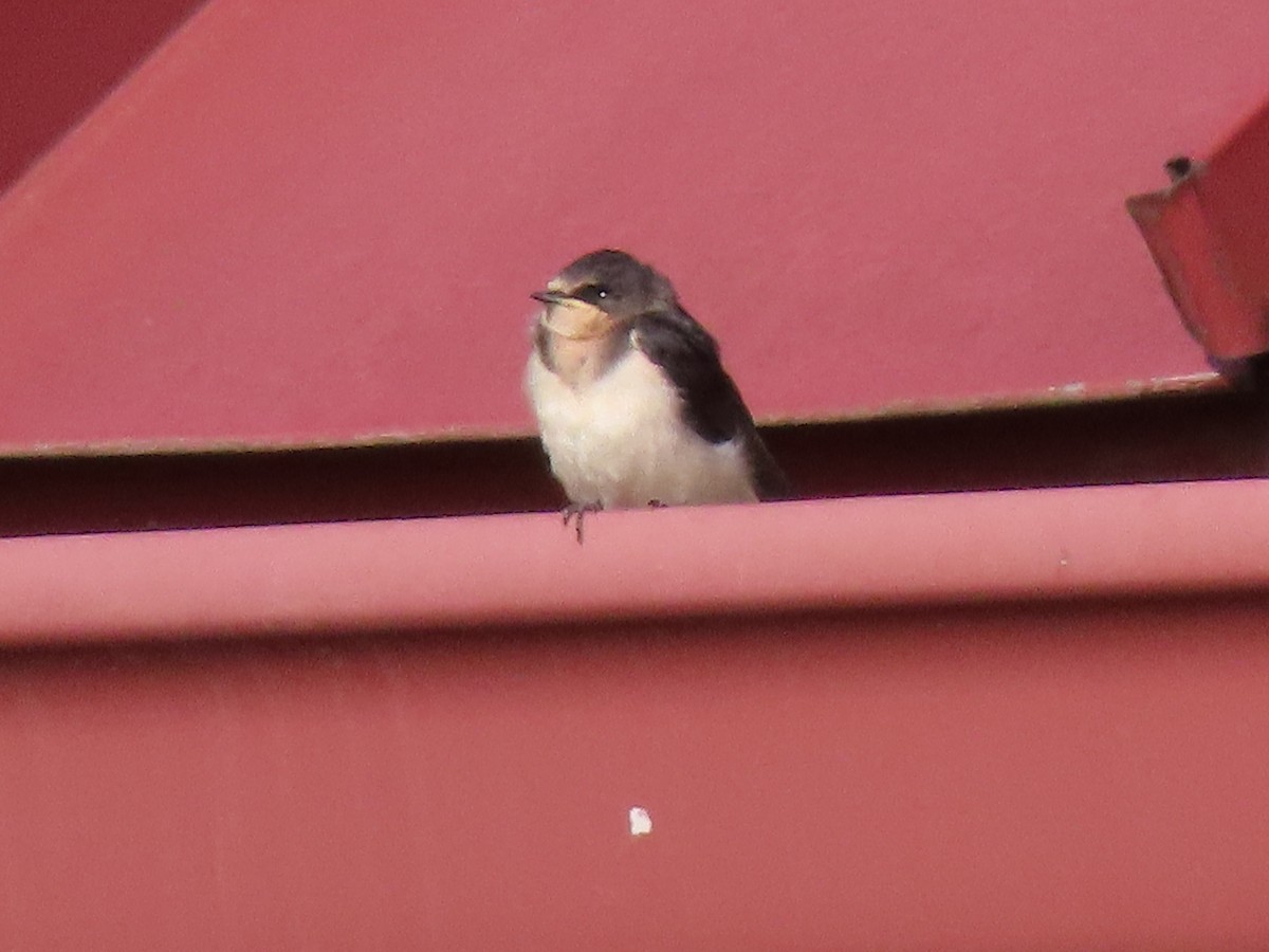 Golondrina Común - ML622881932