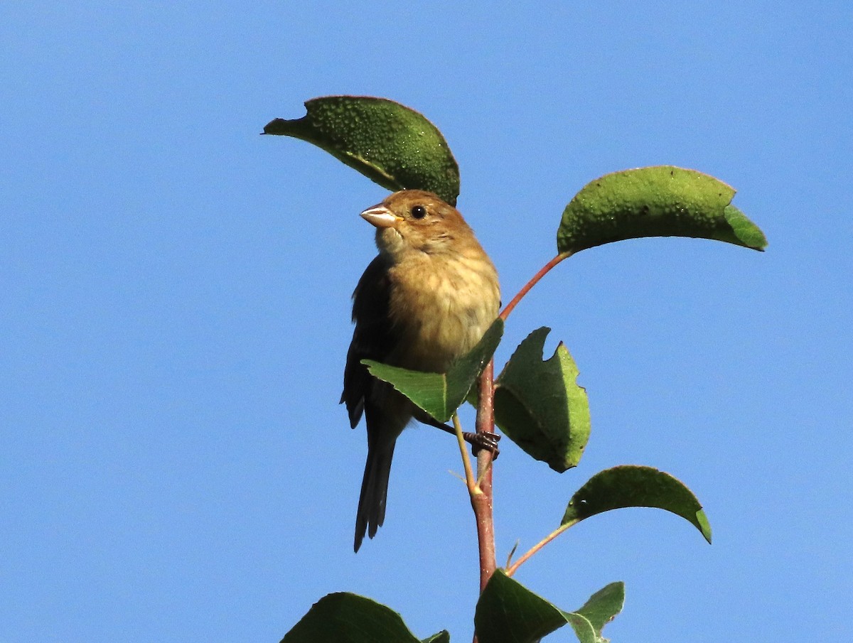 Indigo Bunting - tom aversa