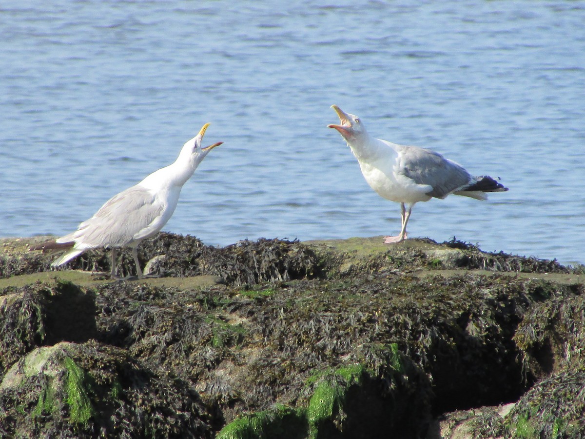 Herring Gull (American) - ML622881948