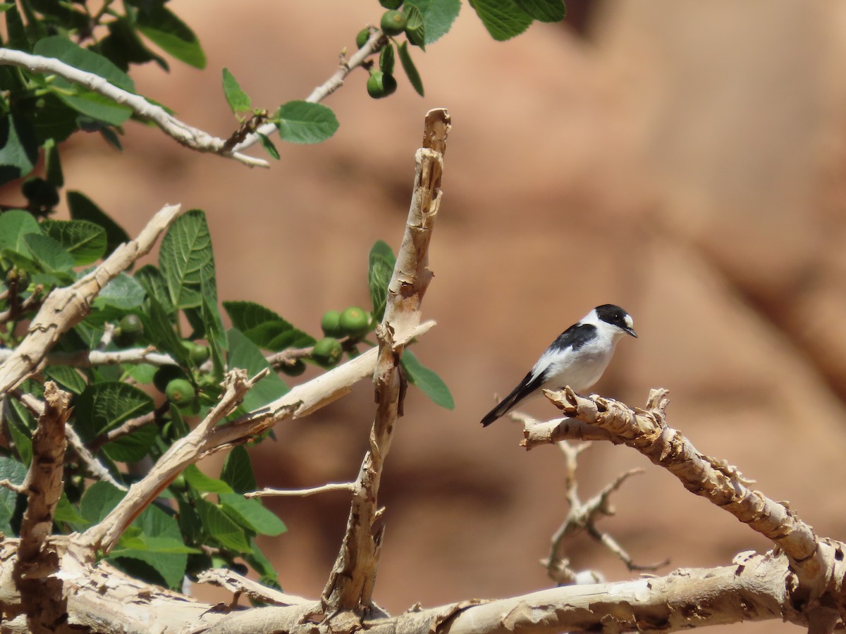 Collared Flycatcher - ML622881959