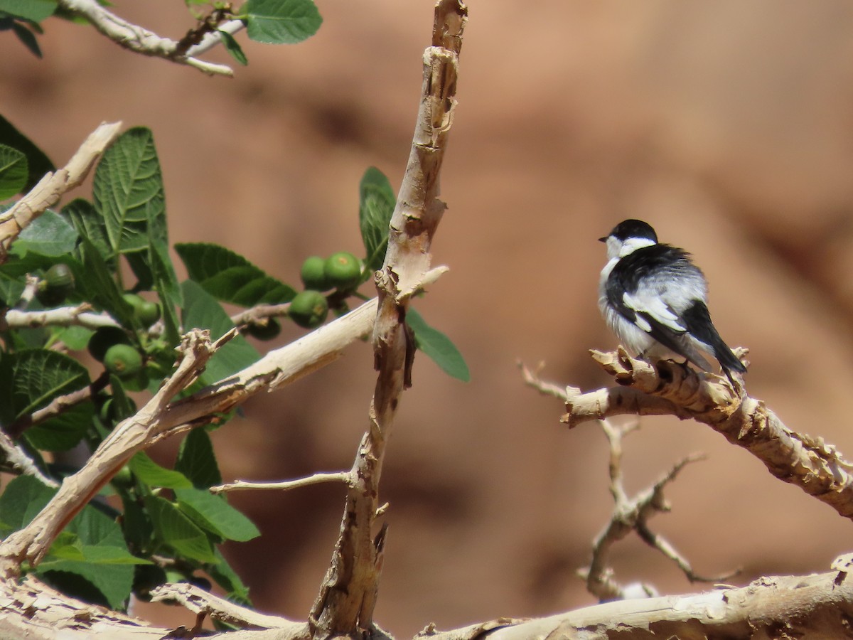Collared Flycatcher - ML622881960