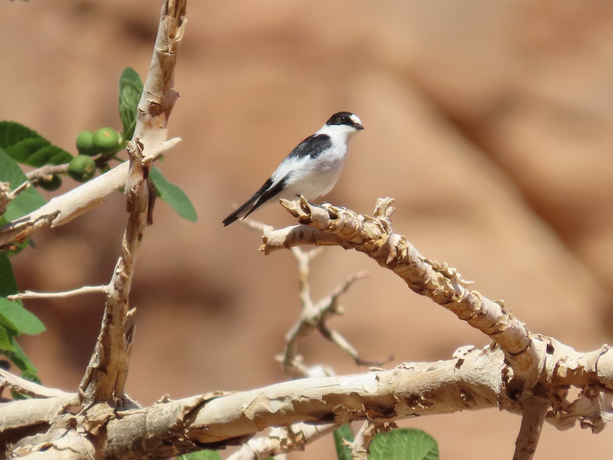 Collared Flycatcher - ML622881961
