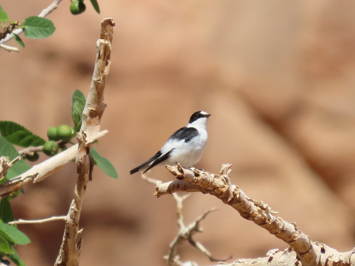 Collared Flycatcher - ML622881963