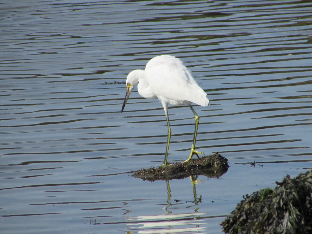 Snowy Egret - ML622881970