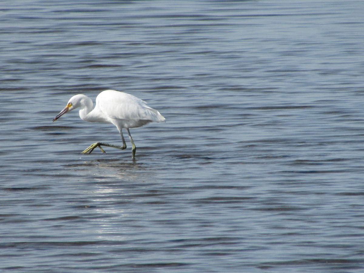 Snowy Egret - ML622881971