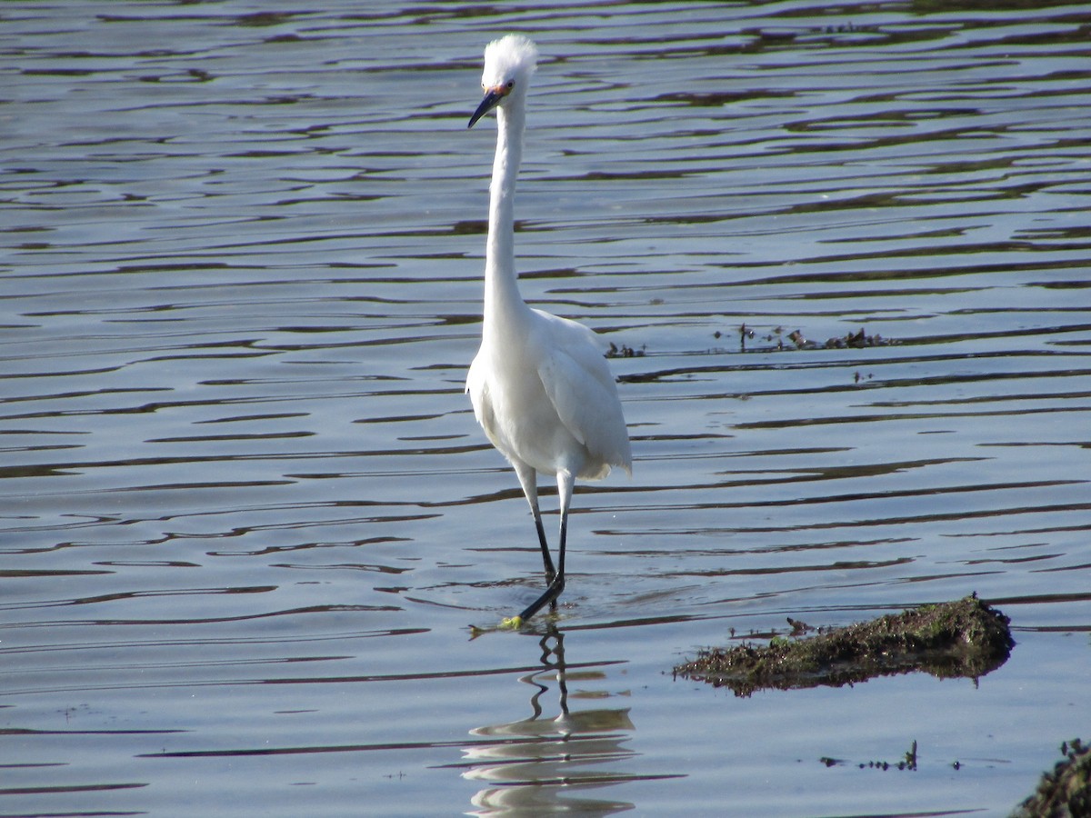 Snowy Egret - ML622881972