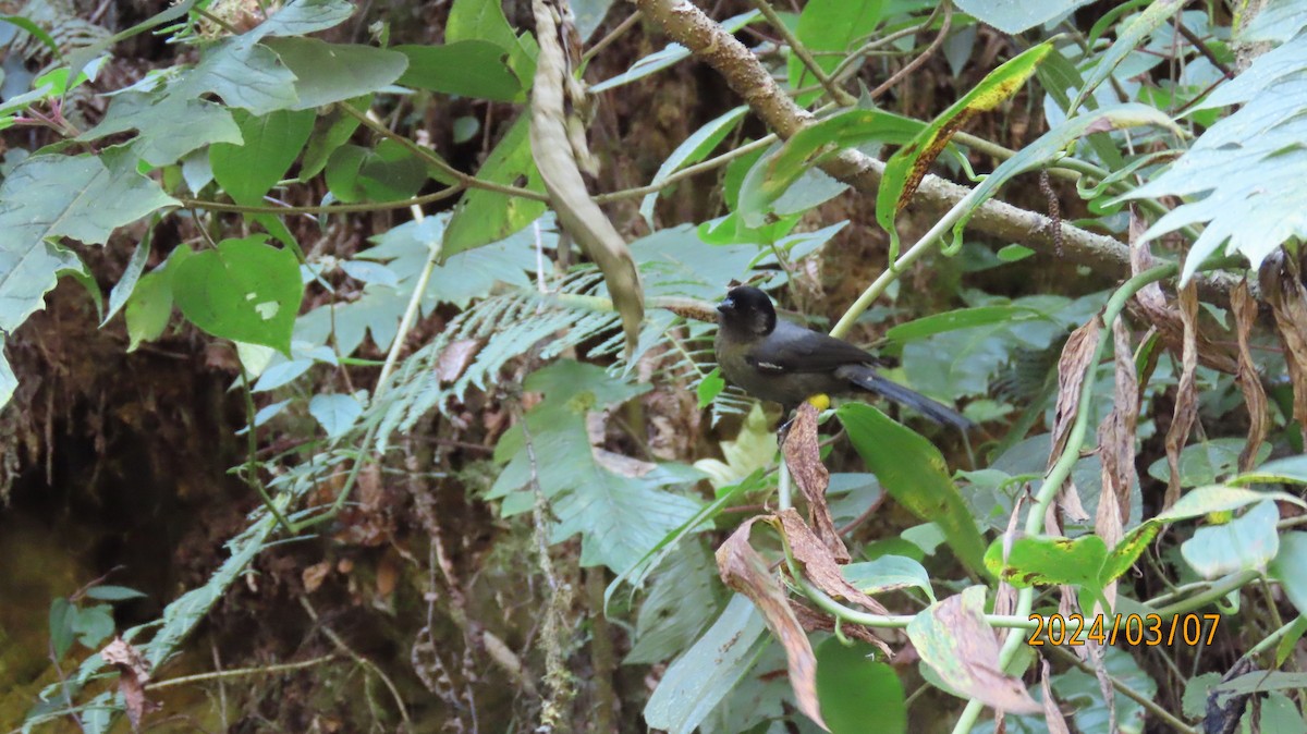 Yellow-thighed Brushfinch - ML622881973