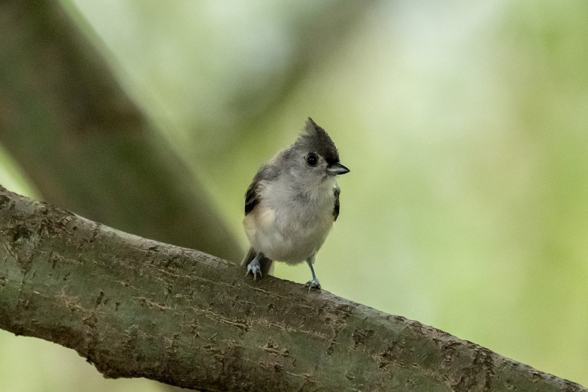 Tufted Titmouse - ML622881990