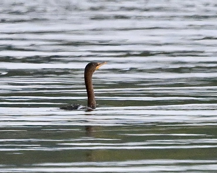 Double-crested Cormorant - ML622881991