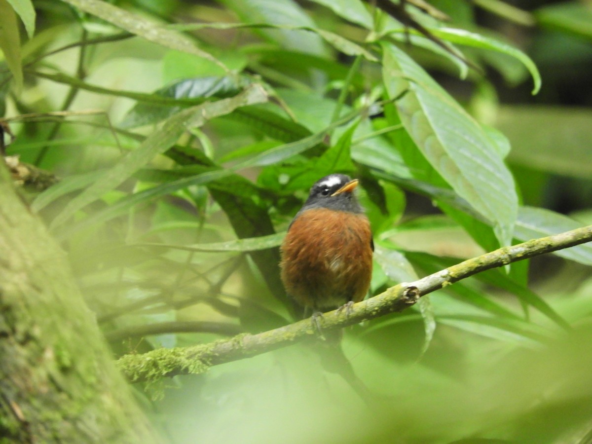 Chestnut-bellied Chat-Tyrant - ML622881992