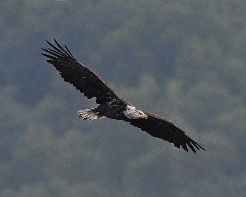 Bald Eagle - Joe Wujcik