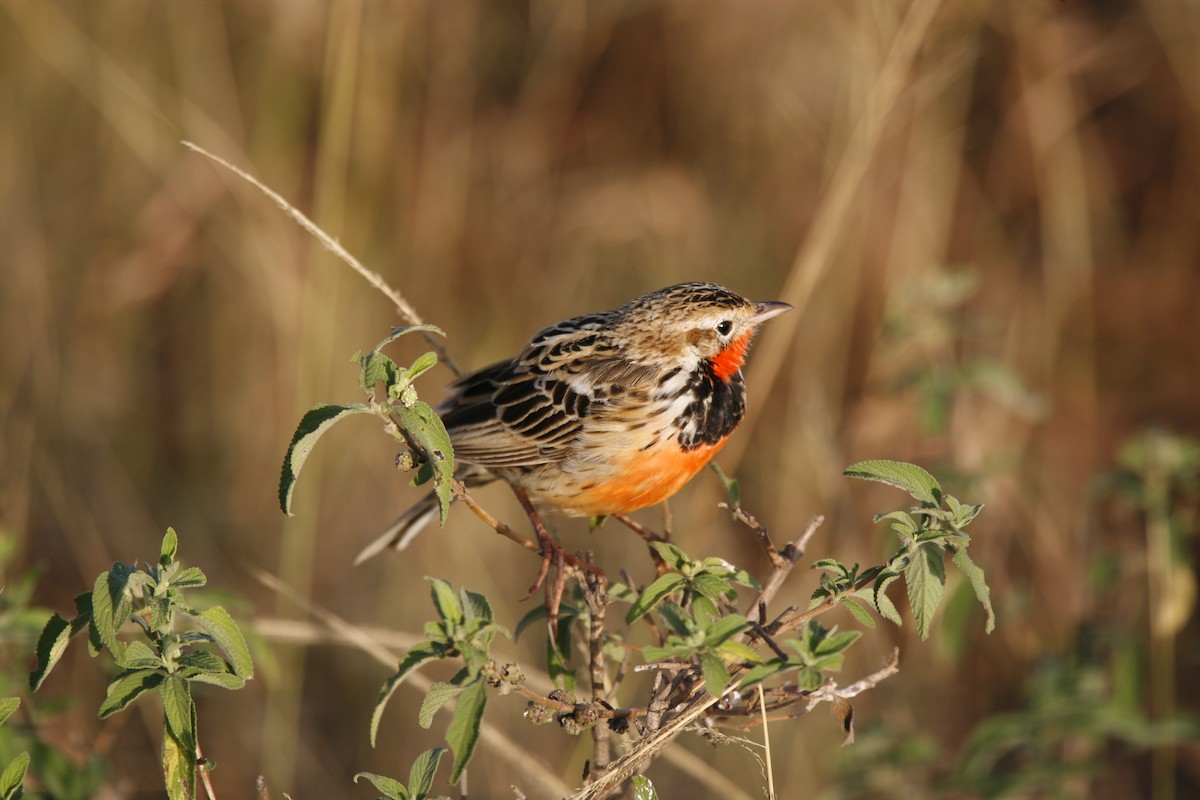 Rosy-throated Longclaw - ML622882035