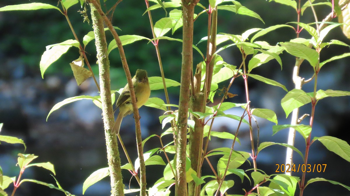 Yellowish Flycatcher - ML622882042