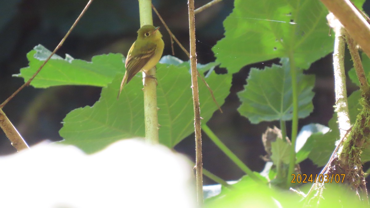 Yellowish Flycatcher - ML622882043