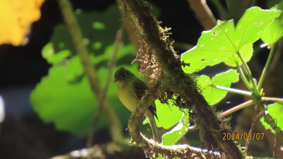 Yellowish Flycatcher - ML622882045