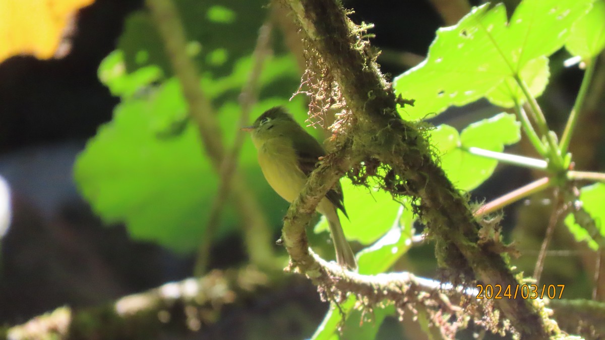 Yellowish Flycatcher - ML622882046