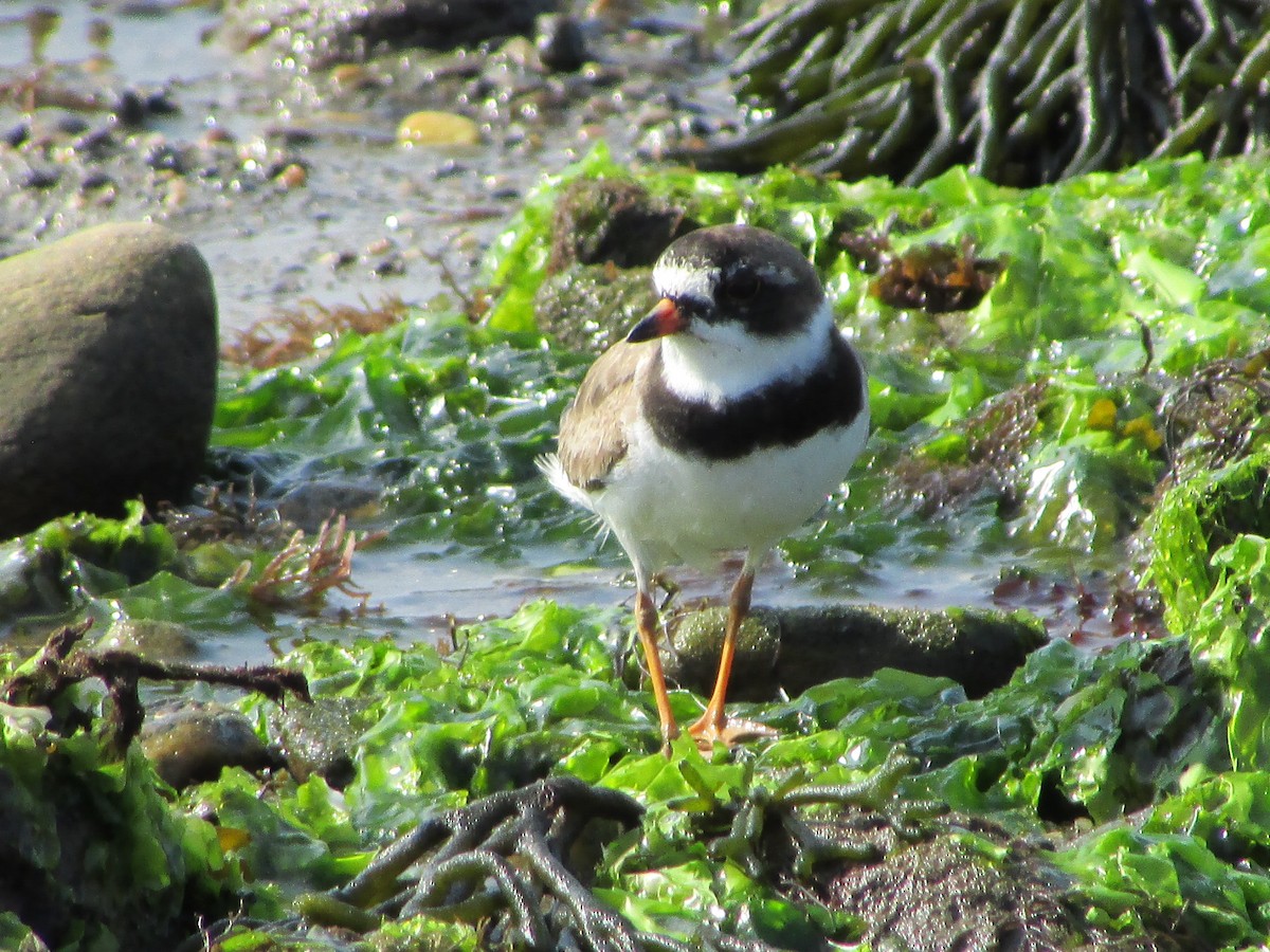 Semipalmated Plover - ML622882066