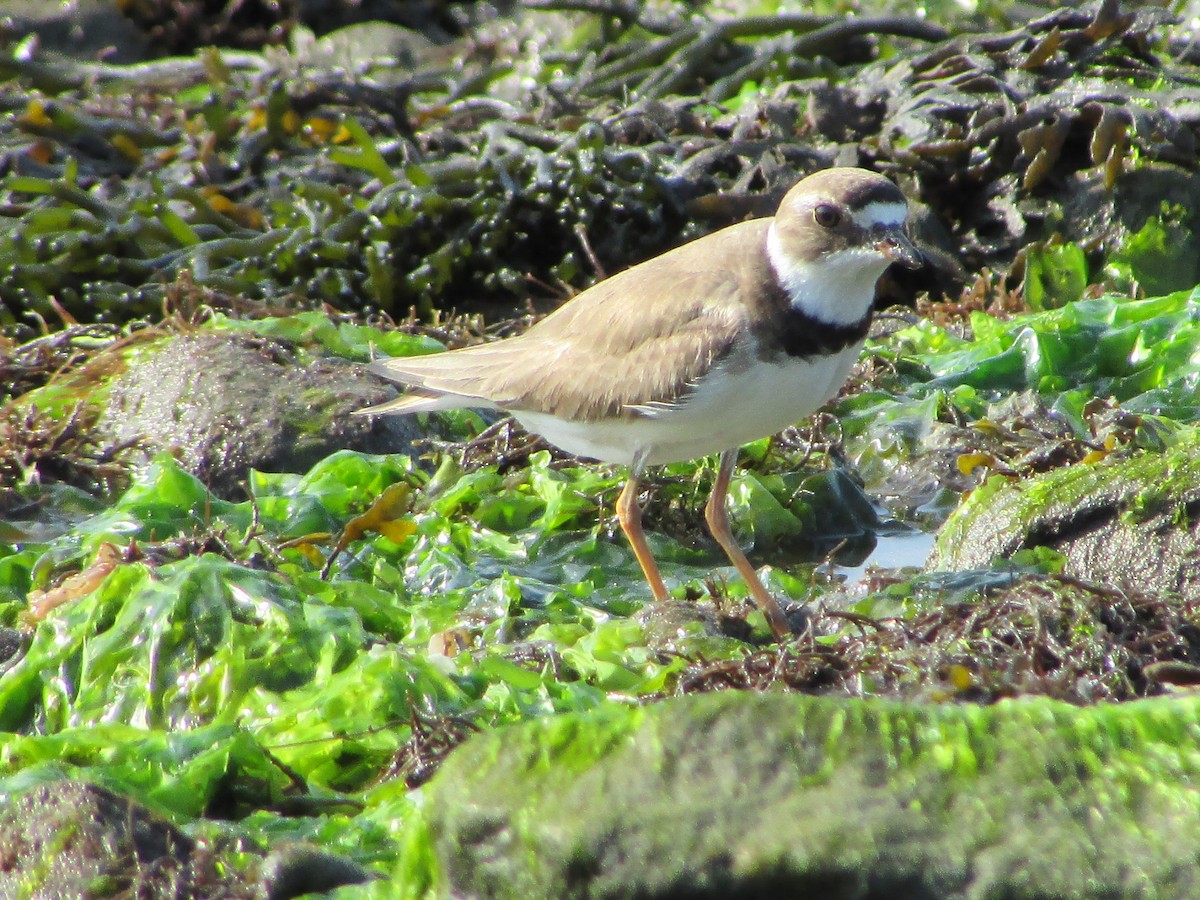 Semipalmated Plover - ML622882067