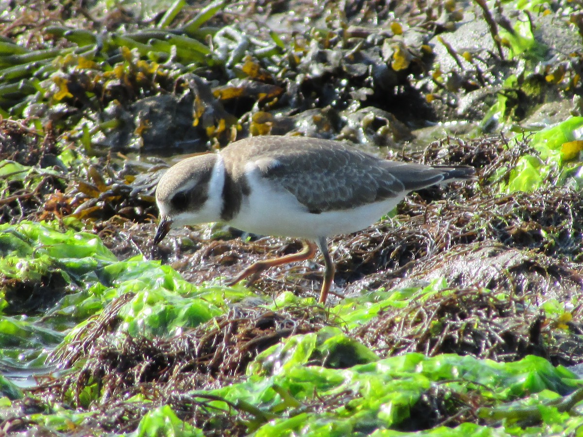 Semipalmated Plover - ML622882068