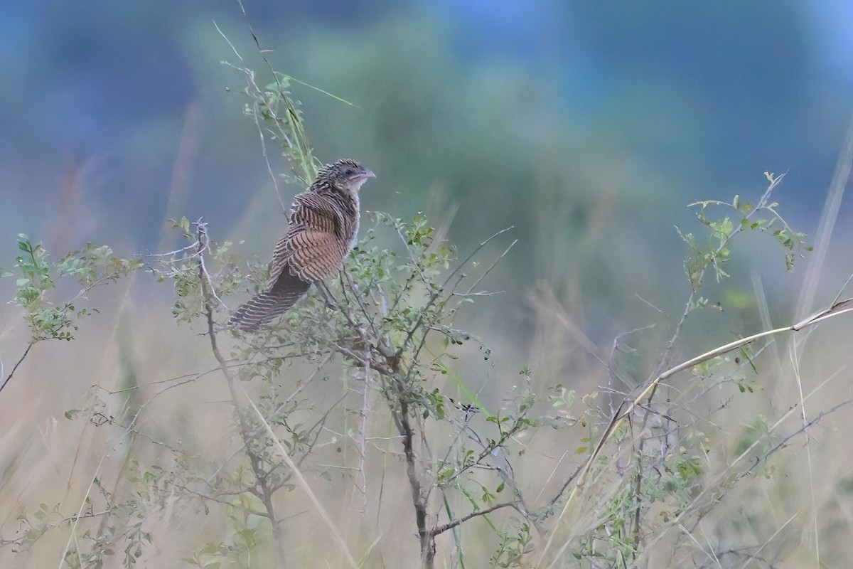 Black Coucal - ML622882092