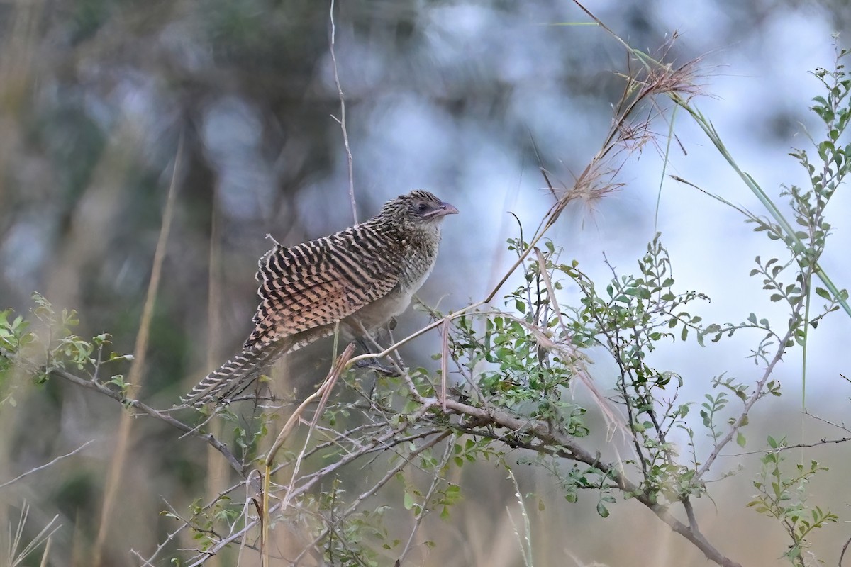 Black Coucal - ML622882094