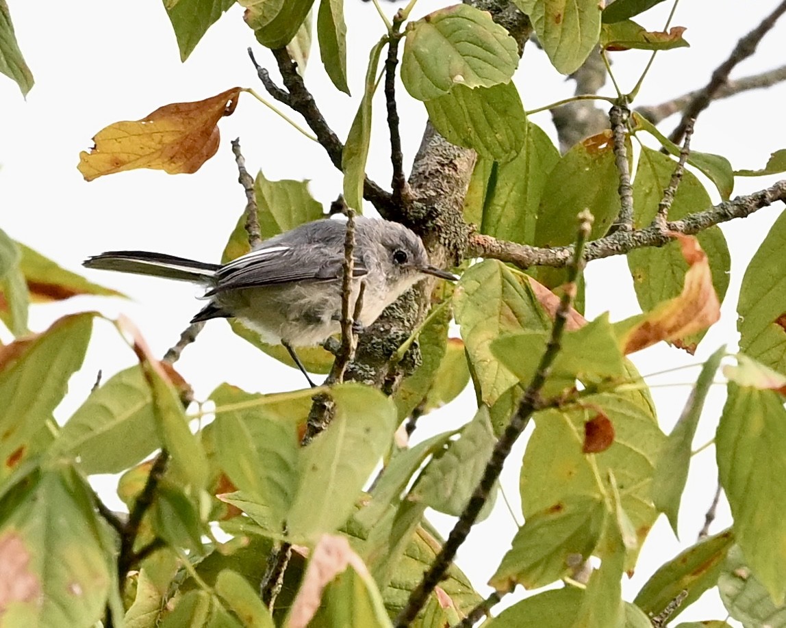 Blue-gray Gnatcatcher - ML622882123