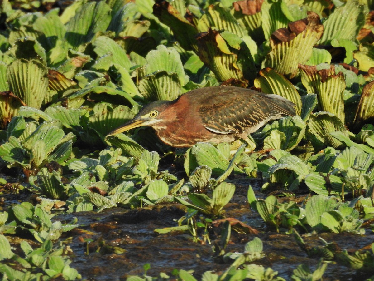 Green Heron - ML622882208