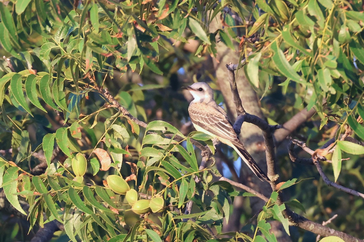 Scissor-tailed Flycatcher - ML622882301