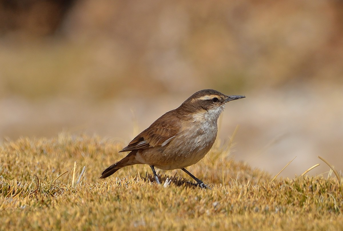 bar-winged cinclodes sp. - ML622882302