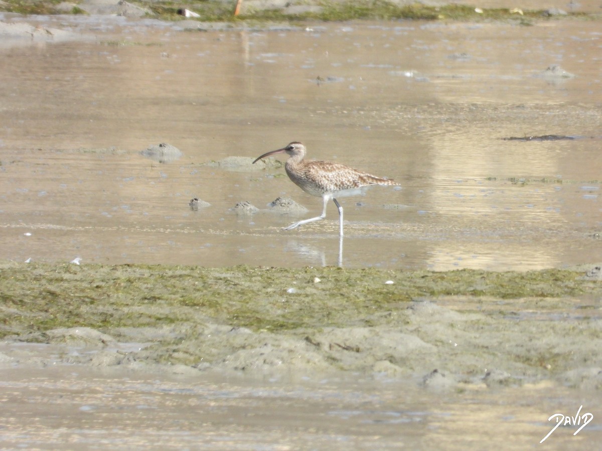 Eurasian Whimbrel - David Alonso Otero