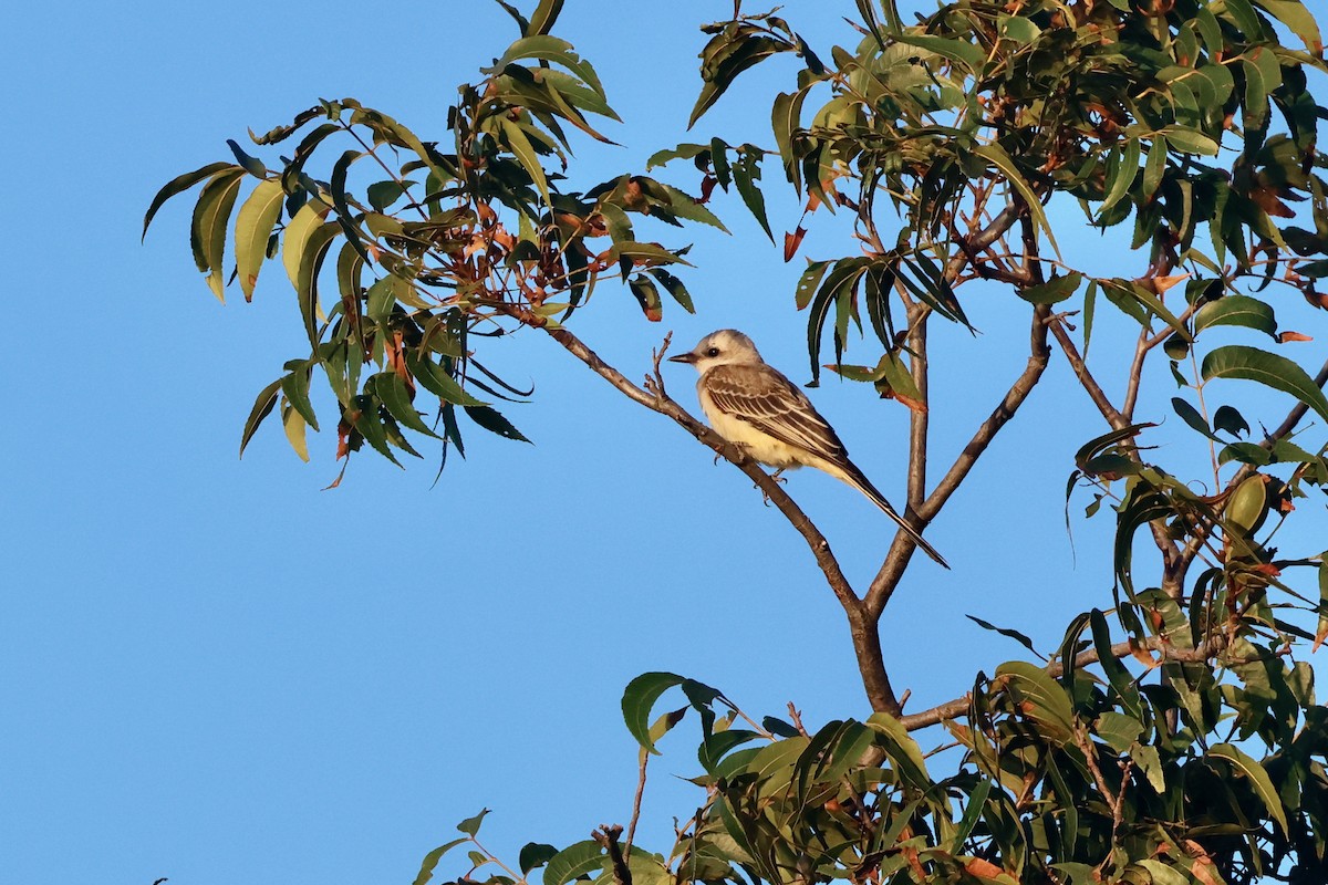 Scissor-tailed Flycatcher - ML622882321