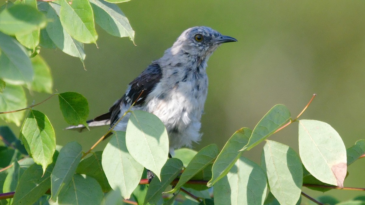 Northern Mockingbird - Carl Winstead