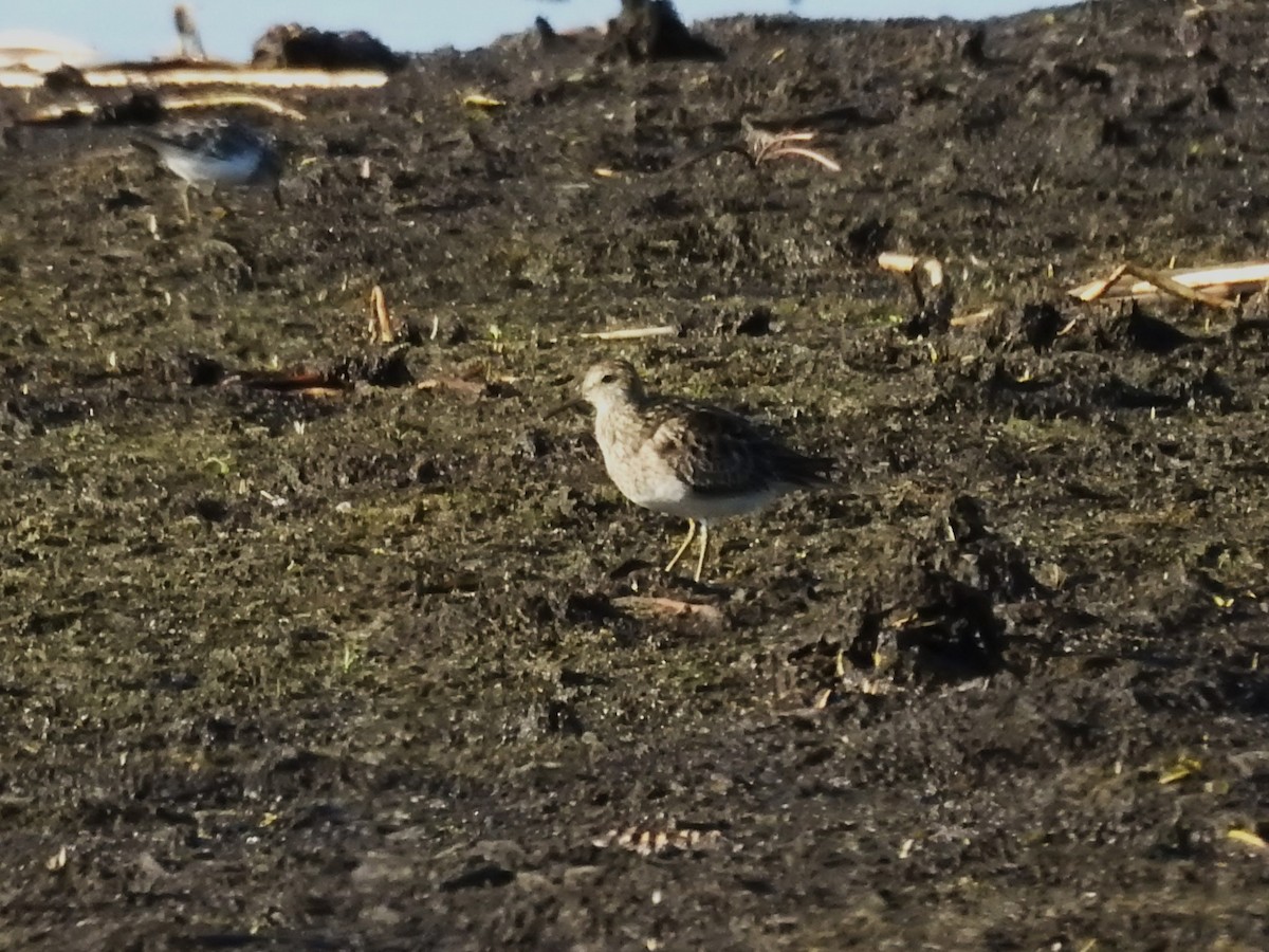 Graubrust-Strandläufer - ML622882328